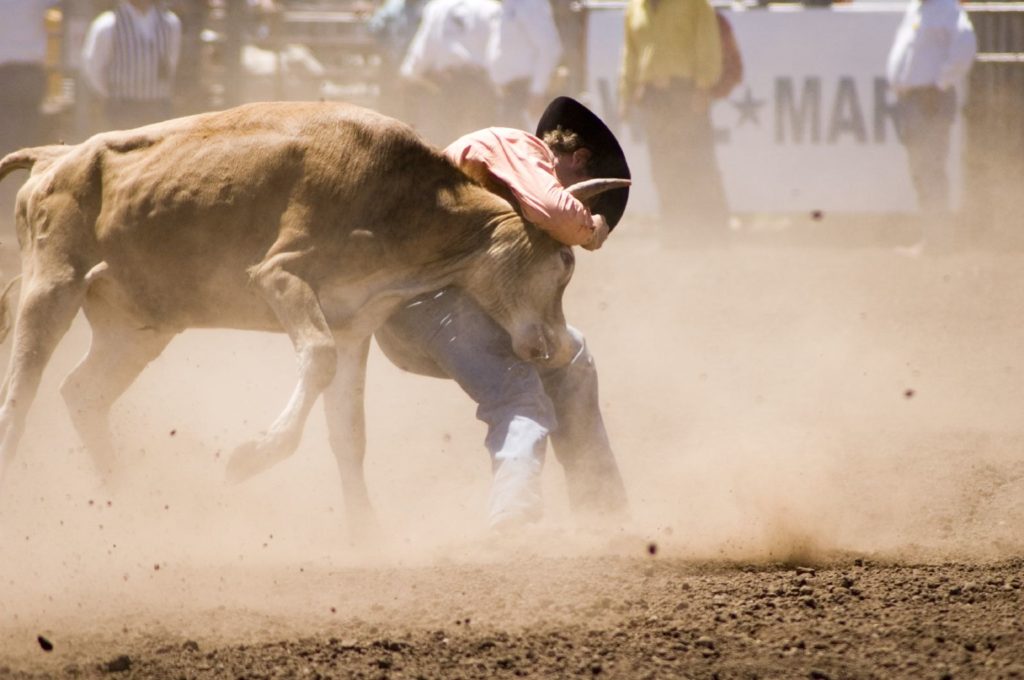 A photo of a cowboy trying to wrestle a steer to the ground.